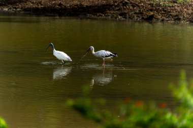 Yala Ulusal Parkı Sri Lanka 'da sığ sularda yüzen siyah başlı aynaklar (Threskiornis melanocephalus) ve açık gagalı leylekler (Anastomus oscitans)..
