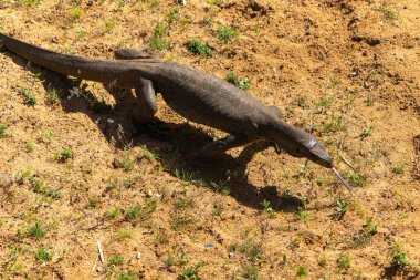 Yer gözlemcisi kertenkele ya da Varanus bengalensis Yala Ulusal Parkı Sri Lanka 'da havayı hisseder..