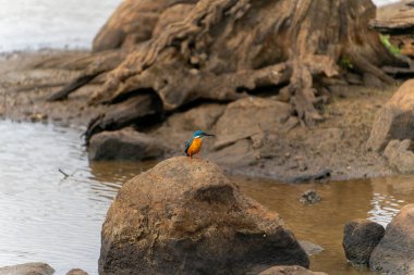 Renkli küçük kuş, Yala Ulusal Parkı Sri Lanka 'da kayaların üzerinde oturan sıradan bir balıkçı ya da Alcedo..