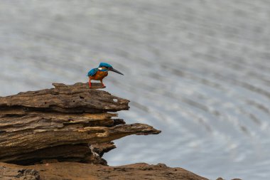 Renkli küçük kuş, sıradan bir balıkçı ya da Alcedo Yala Ulusal Parkı Sri Lanka 'daki suya bakarak kayanın üzerinde oturuyor..