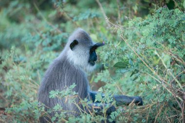 Yala Ulusal Parkı 'ndaki vahşi yaşam, mor yüzlü langur ya da Semnopithecus vetulus yan bakışı Sri Lanka' da ağaç portresi yaparken ve yaprakları yerken uzun kaşları gösteriyor..