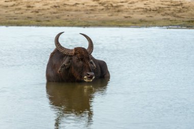 Asya su bufalosu veya Bubalus bubalisi Yala Ulusal Parkı Sri Lanka 'daki gölette serinliyor.
