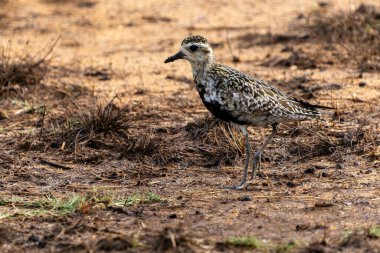 Siyah Göbekli Plover veya Pluvialis Squatarola Yala Ulusal Parkı Sri Lanka 'da yiyecek aramak için bataklık arazisine bakıyorlar.