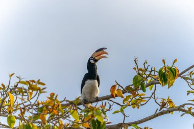 Malabar, Yala Ulusal Parkı Sri Lanka 'daki mavi gökyüzüne karşı ağacın tepesine boynuz gagası ya da Anthracoceros koronatus kondurmuştu..