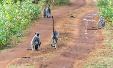 Yala Ulusal Parkı 'ndaki vahşi yaşam, mor yüzlü langur ya da Semnopithecus vetulus, Sri Lanka' daki kırmızı toprak yolda yürüyen grubun dikiz aynasıdır..