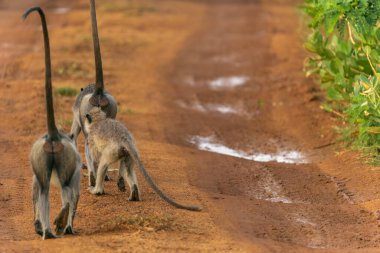 Yala Ulusal Parkı 'ndaki vahşi yaşam, mor yüzlü langur ya da Semnopithecus vetulus, Sri Lanka' daki kırmızı toprak yolda yürüyen grubun dikiz aynasıdır..