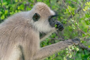 Yala Ulusal Parkı 'ndaki vahşi yaşam, Mor yüzlü langur ya da Semnopithecus vetulus Sri Lanka' da ağaç portresi toplayıp yaprakları yiyorlar..