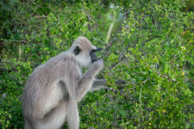 Yala Ulusal Parkı 'ndaki vahşi yaşam, Mor yüzlü langur ya da Semnopithecus vetulus Sri Lanka' da ağaç portresi toplayıp yaprakları yiyorlar..