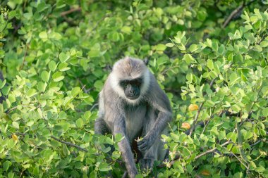 Yala Ulusal Parkı 'ndaki vahşi yaşam, Mor yüzlü langur ya da Semnopithecus vetulus Sri Lanka' da ağaç portresi toplayıp yaprakları yiyorlar..