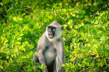 Yala Ulusal Parkı 'ndaki vahşi yaşam, mor yüzlü langur ya da Sri Lanka' da ağzı açık bir şekilde alarma geçen ağaç portresindeki Semnopithecus vetulus..
