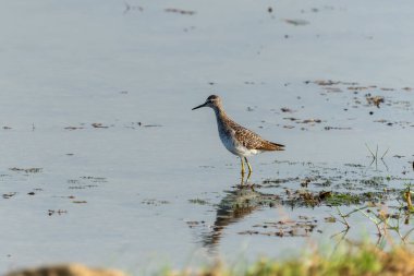 Pied Kingfisher veya Ceryle Rudis, Bundala Ulusal Parkı Sri Lanka 'da mavi gökyüzüne karşı ince bir dala tünemişti..