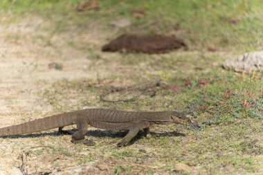 Sri Lanka arazi gözlemcisi Bundala Ulusal Parkı Sri Lanka 'da yürüyor.