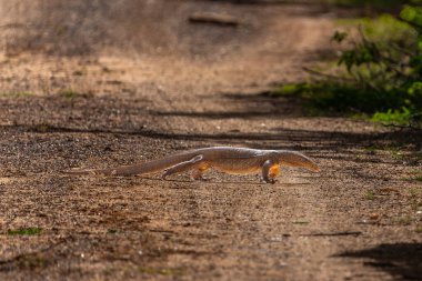 Arazi gözlemcisi veya Varanus Bengalensis Bundala Ulusal Parkı Sri Lanka 'daki safari toprak yolunu geçiyor.