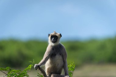 Mor yüzlü langur ya da Semnopithecus vetulus vetulus portresi Bundala Ulusal Parkı Srilanka 'daki bir ağacın tepesinde çatalda oturuyor..