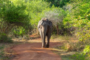 Büyük boğa Sri Lanka fili veya elephas maximus safari yolunda agresif bir durumda Yala Ulusal Parkı Sri Lanka 'da..