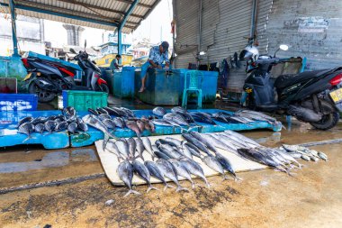 Pettigalawatta Sri Lanka - 14 Eylül 2024; Taze balıklar yoğun açık deniz balıkçılık sahasında ve pazarlarda tipik olarak satılığa çıktı.
