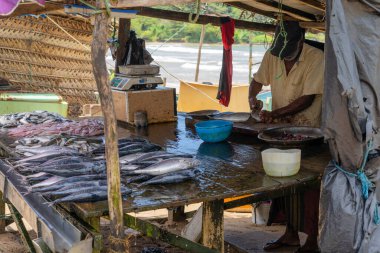 Galle Sri Lanka - 14 Eylül 2024; Ahırın arkasındaki adam sokak kenarındaki Asya sulak balık pazarında balık kesiyor.