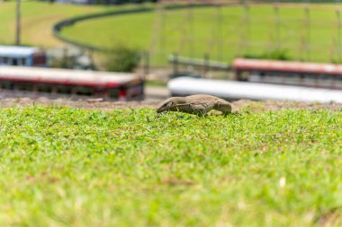 Sri Lanka arazi gözlemcisi kertenkele ya da Varanus bengalensis, Galle Kalesi 'ndeki yeşil çimlerin çözünmüş arka planına karşı..