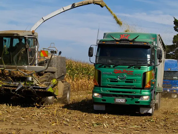 Waikato Yeni Zelanda - 28 Mart 2010; Waikato 'da yıllık mısır hasadı