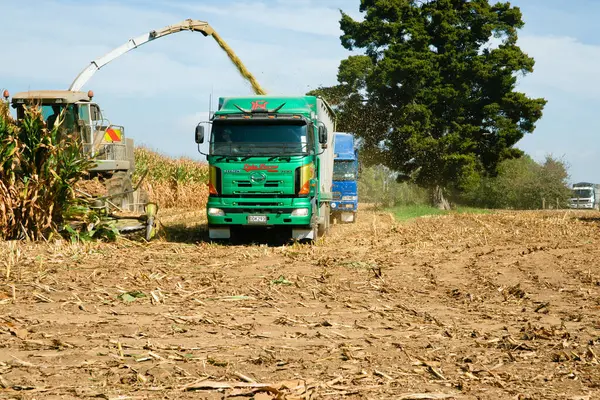 Waikato Yeni Zelanda - 28 Mart 2010; Waikato 'da yıllık mısır hasadı