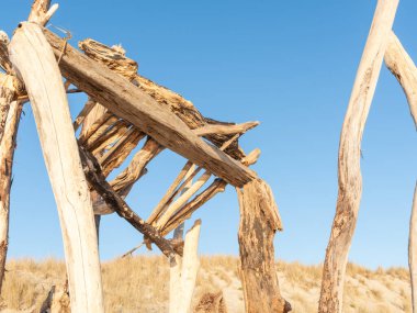 Papamoa sahilindeki kum tepecikleri, kaygan çimenler ve plaj sanatı üzerine sürüklenen ahşap yapı..