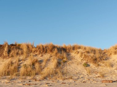 Papamoa plaj sahneleri Papamoa Yeni Zelanda 'da sabah güneşinin altın parıltısıyla.