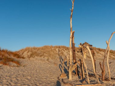 Papamoa plajı sahneleri sabah ışığının altın parıltısıyla Papamoa Yeni Zelanda 'da duran tahta çubuklarla.