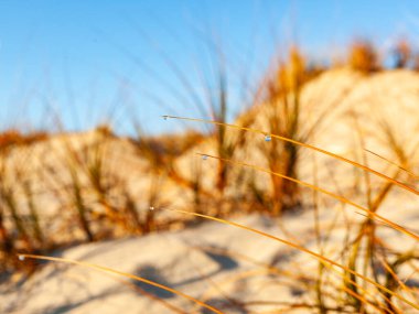 Papamoa plaj sahneleri marram otlarının yakın çekim bıçakları su damlacıklarıyla kum tepeleri ve bitki örtüsünün çözülmüş arka planına karşı eğiliyor.