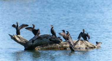 Kaituna Nehri, Yeni Zelanda 'da küçük siyah tüyler ya da Phalacrocorax sülcirostris.