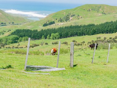 Wairarapa 'da Yeni Zelanda kırsal arazisi