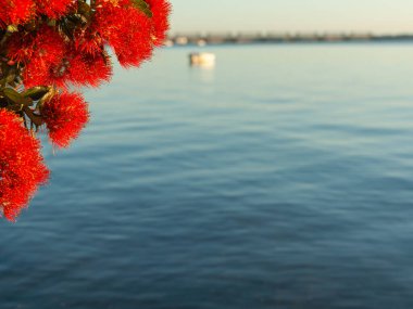 Yaz mevsiminde sarı anterli parlak kırmızı çiçek..