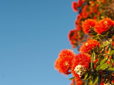 Yaz boyunca sarı anterli parlak kırmızı çiçek Tauranga Yeni Zelanda 'da mavi gökyüzüne karşı açar..