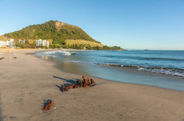Ana plaj yosunları Yeni Zelanda 'nın Maunganui Dağı' ndaki alçak gelgit kumlarında karaya vurmuş..