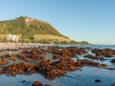 Maunganui Dağı 'nın nemli ve alçak kumlarında kıyıya vuran yosun yığınları Yeni Zelanda' da ortaya çıktı..