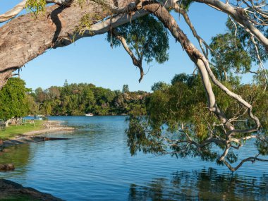 Olgun okaliptüs ağacı yaprakları Plenty Körfezi sahilinde suyun üzerinde asılı duruyor..