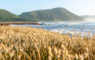 Beach bitki örtüsü seçici odak otlar bulanık manzara arka plan ile