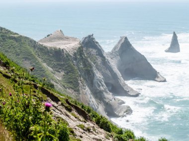 Yeni Zelanda sahili ve açık deniz kayalıkları Cape Kidpers 'da sümsük kuşu kolonisi var..