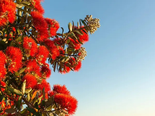 Yaz boyunca sarı anterli parlak kırmızı çiçek Tauranga Yeni Zelanda 'da mavi gökyüzüne karşı açar..
