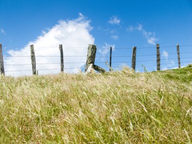Wairarapa Yeni Zelanda 'da tarımsal arka plan, tarla, çit ve gökyüzü mavi gökyüzünde beyaz bulut tepe çitleri üzerinde.