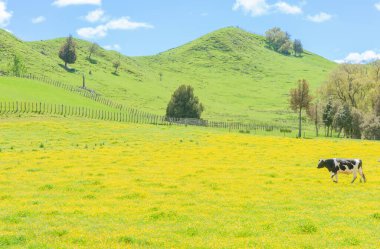Parlak sarı düğün çiçeği tarlasında yürüyen siyah beyaz bir sığır. Kırsal Yeni Zelanda 'da.