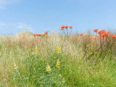 Kırsal Wairarapa Yeni Zelanda 'da uzun tarla çimlerinde yetişen turuncu ve sarı kır çiçekleri..