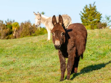 Yeni Zelanda kırsalında tarlada eşeğin portresi.