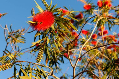 Yeni Zelanda şişe fırçası. Parlak kırmızı çiçek. Yaklaş.