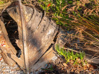 Eski delik ahşap gövde kalıntıları. Tekne ters dönmüş ve kumsalın yakınlarında büyümüş..
