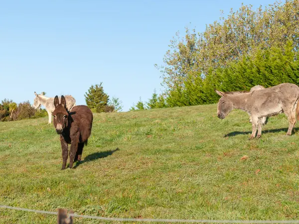 Yeni Zelanda kırsalında tarlada eşeğin portresi.