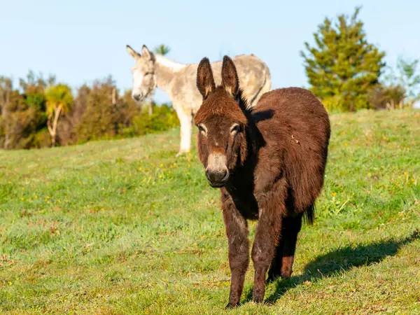 Yeni Zelanda kırsalında tarlada eşeğin portresi.