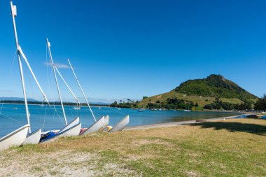 Pilot Bay Maunganui Dağı 'nın sonundaki Salisbury Rıhtımı' nda uyuyan köpek.