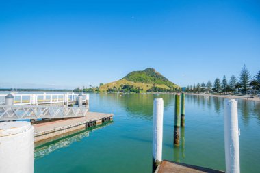 Pilot Bay Maunganui Dağı 'nın sonundaki Salisbury Rıhtımı' nda uyuyan köpek.