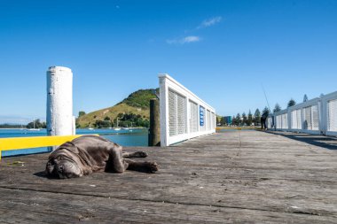 Pilot Bay Maunganui Dağı 'nın sonundaki Salisbury Rıhtımı' nda uyuyan köpek.