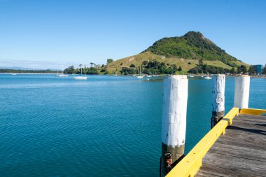 Pilot Bay Maunganui Dağı 'nın sonundaki Salisbury Rıhtımı' nda uyuyan köpek.